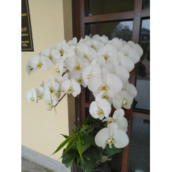 國貿班#13號沈俊旭#跨境電商