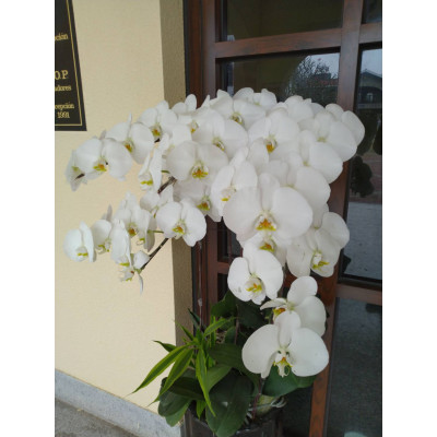 國貿班#13號沈俊旭#跨境電商