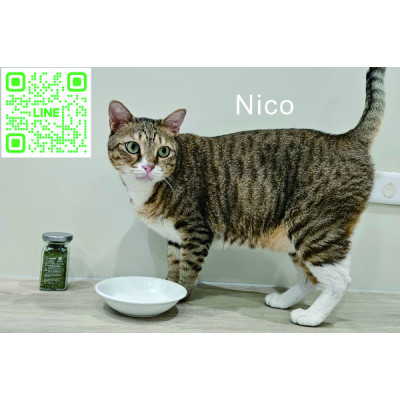 網拍班114-3 #自我介紹 #YY #貓奴小老闆行銷課程,網站設計,ai行銷課程 網拍班114-3 #自我介紹 #YY #貓奴